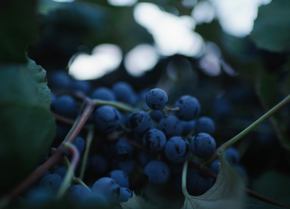 Ecuablue